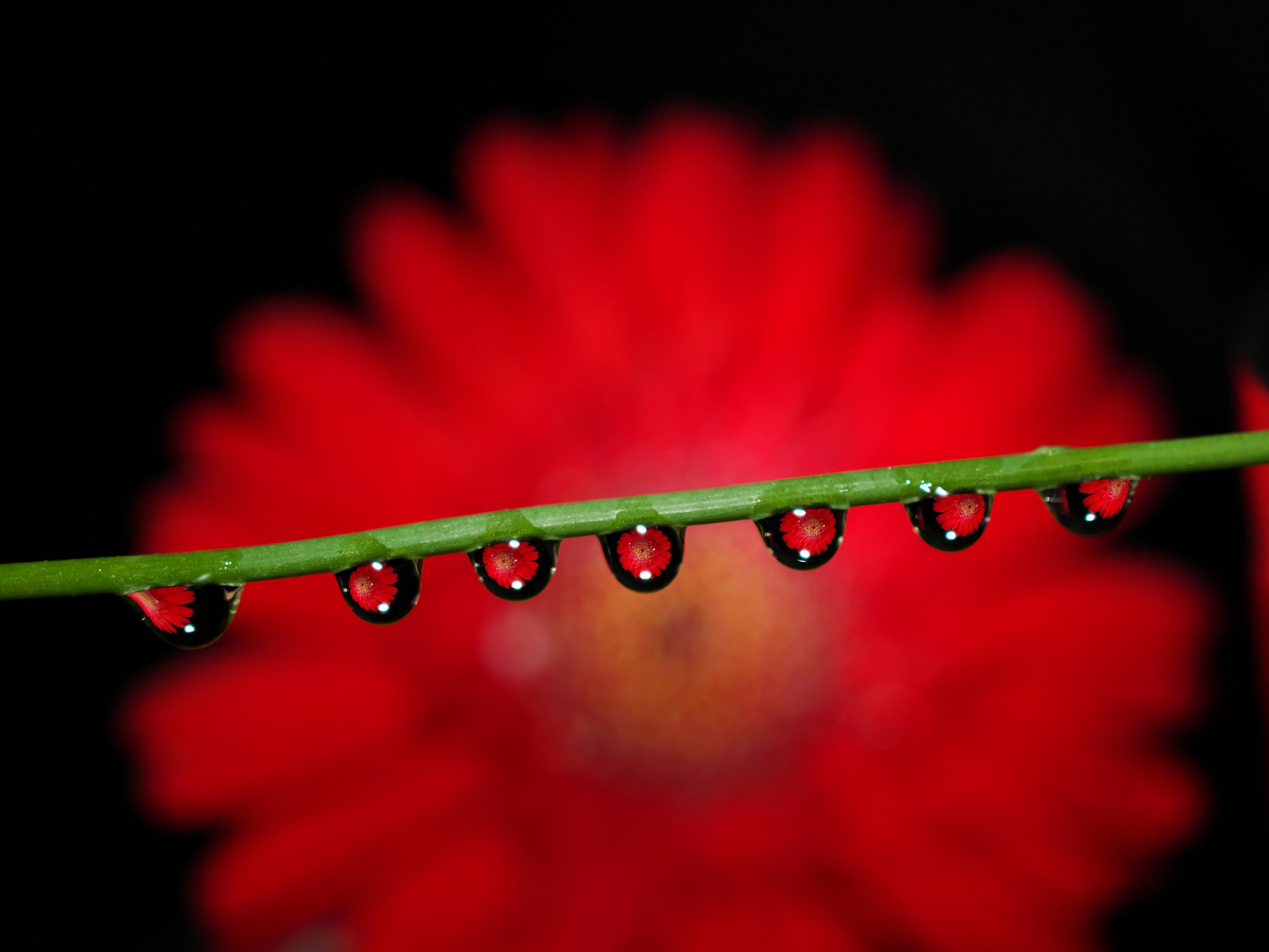 花滴