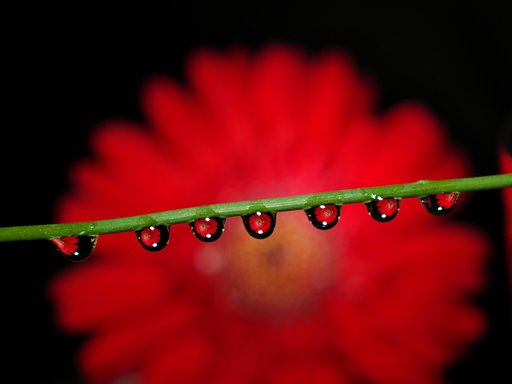 花滴