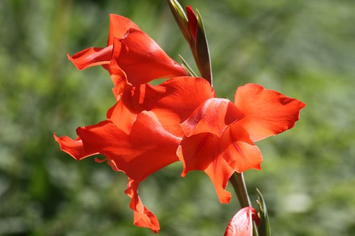 Canon EF100-300mm F5.5L＋FE25（EXTube)