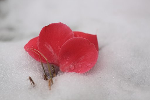 雪