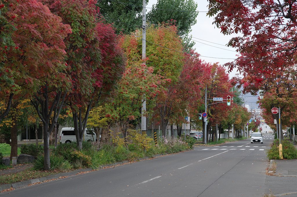 街路樹