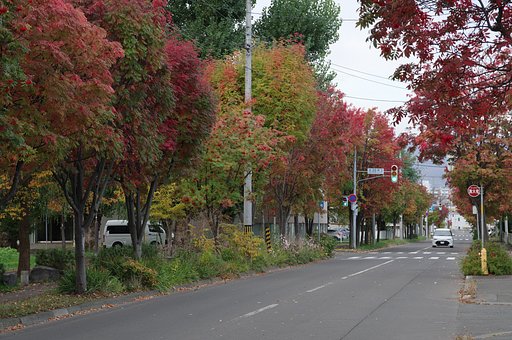 街路樹