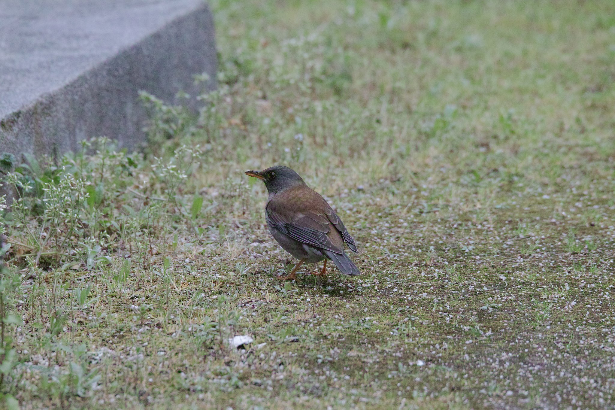 Sigma  150-600mm  OS  DG