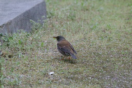 Sigma  150-600mm  OS  DG