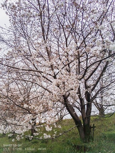 【好きなもの　桜景】咲き始め。