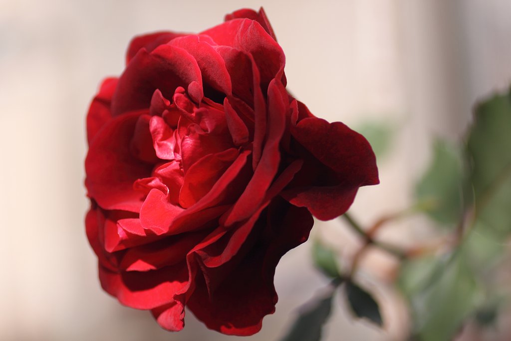 Tamron 90mm f2.8 macro 172E