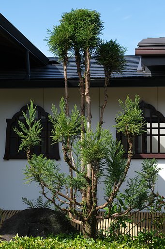 台杉のある寺