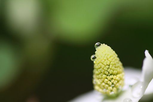 雨上がり