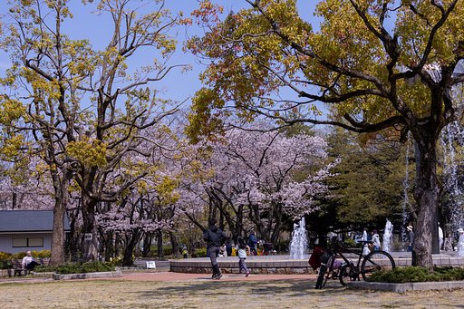 桜の花の穏やかさに