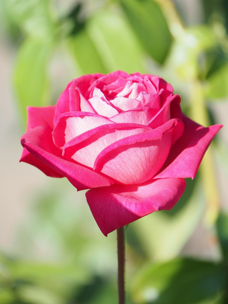 秋薔薇賛歌３