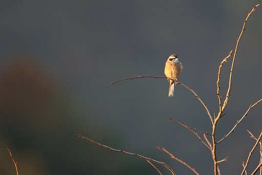 荒谷山のホオジロ