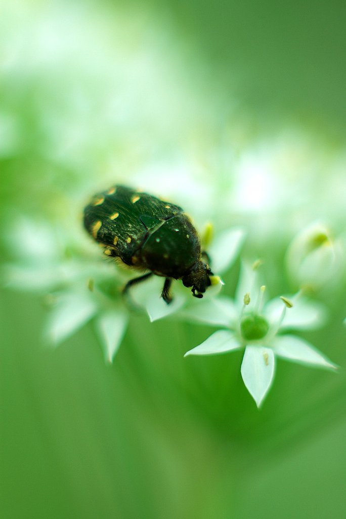 白い花と一匹の虫