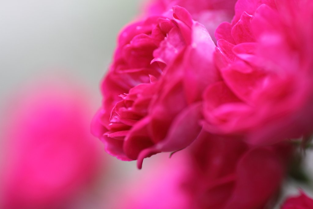 薔薇