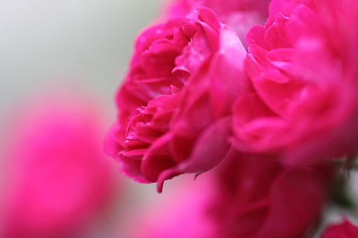 薔薇