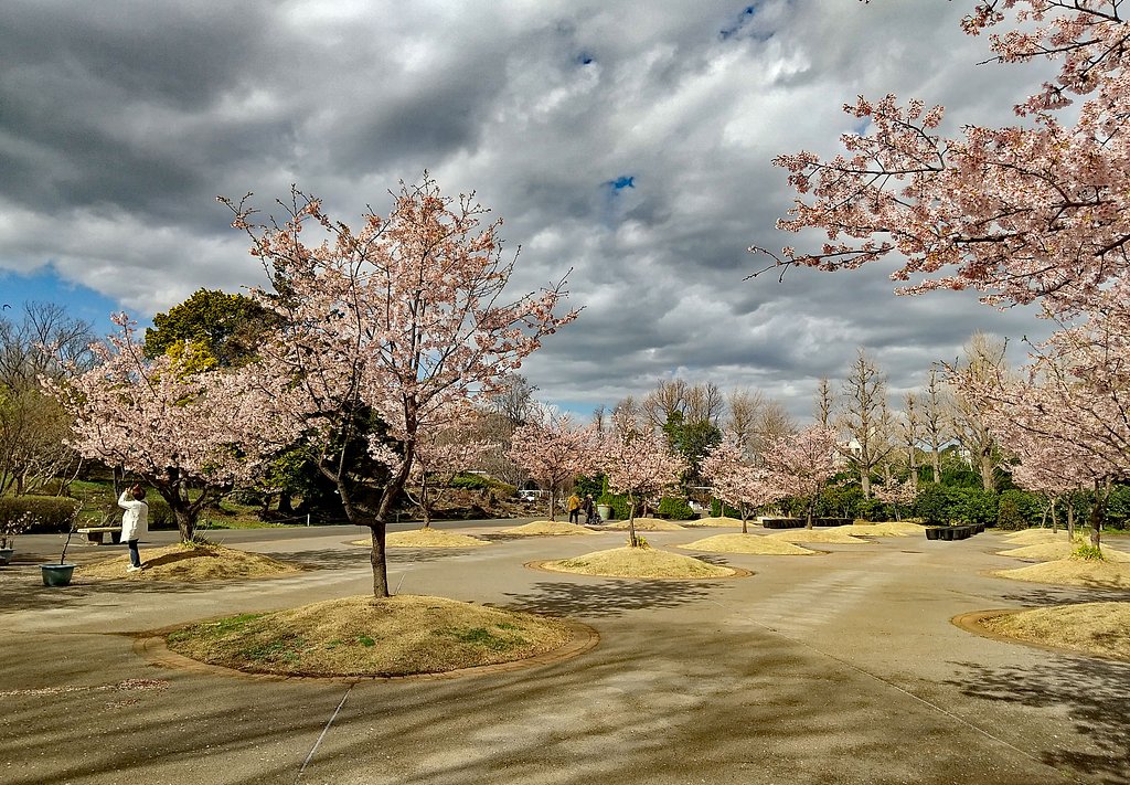 玉縄桜