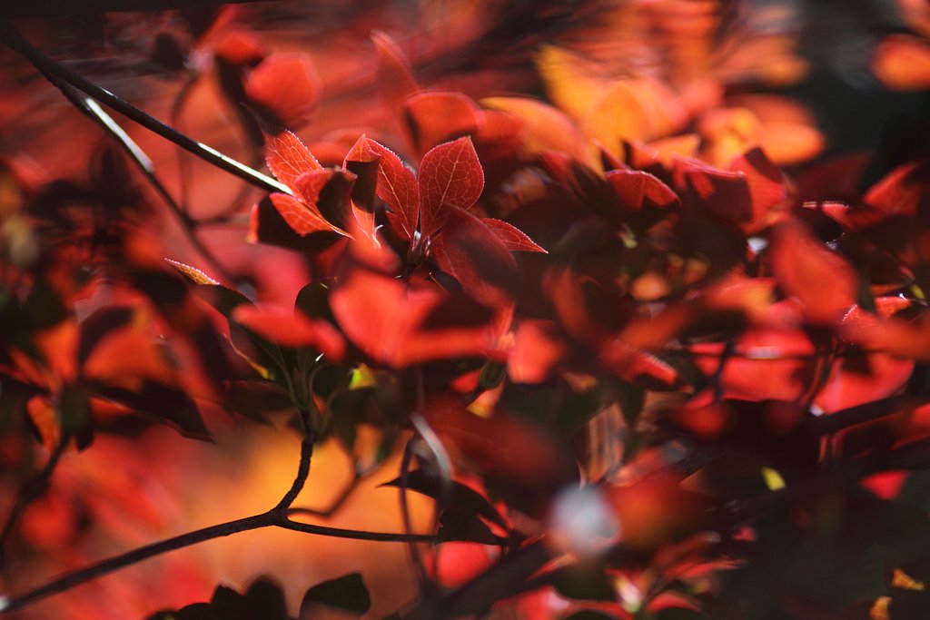 Tamron 90mm f2.8 macro 172E