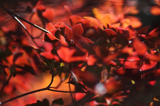 Tamron 90mm f2.8 macro 172E