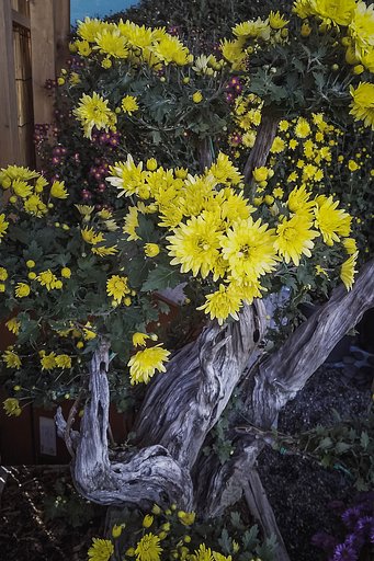 【冬が来る前に】菊花展の古樹