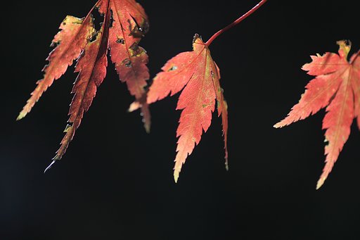 Tamron 90mm f2.8 macro 172E