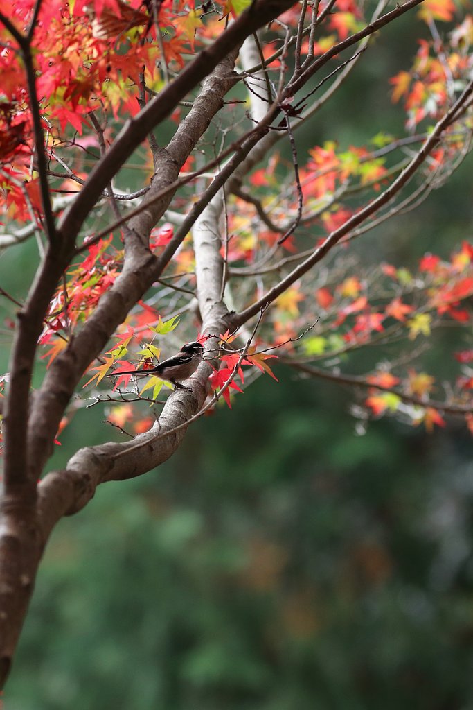 野鳥ポートレート・風のエナガ with 紅葉