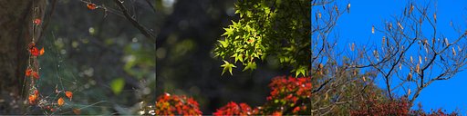 11月15日の写真