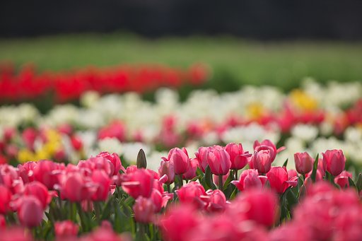 孤高の蕾