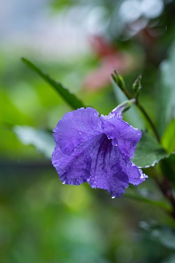 雨の紫宝華