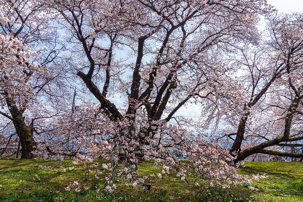 【はな】校庭の桜