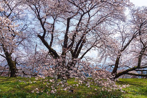 【はな】校庭の桜