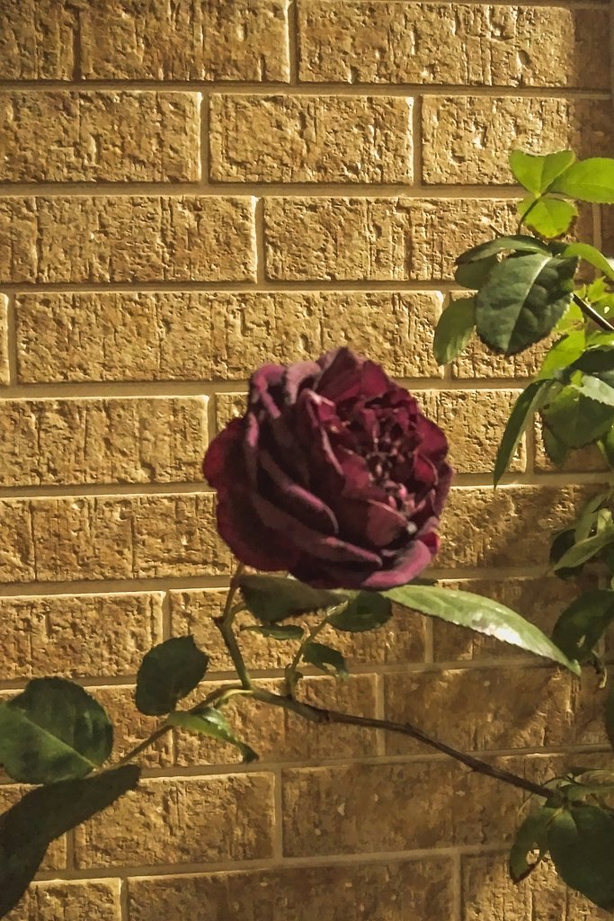 【年末に】咲いた薔薇夜景