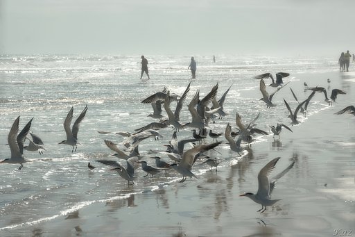 社会的距離違反解散！