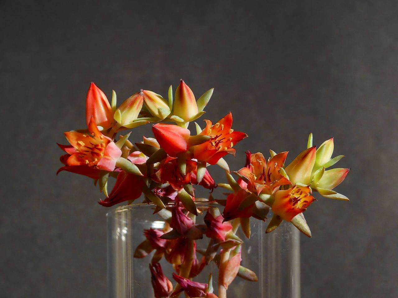 エケベリアの花