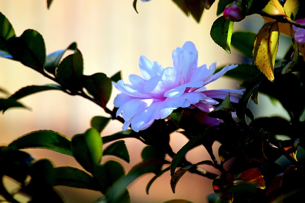 山茶花