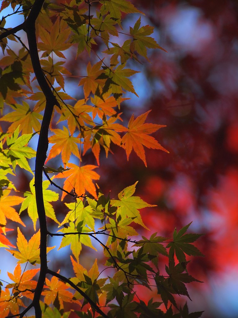 紅緑の競演(6)