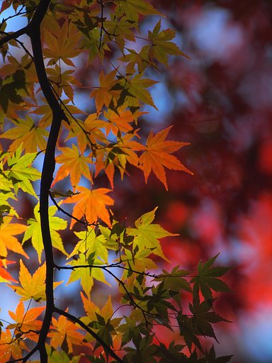 紅緑の競演(6)