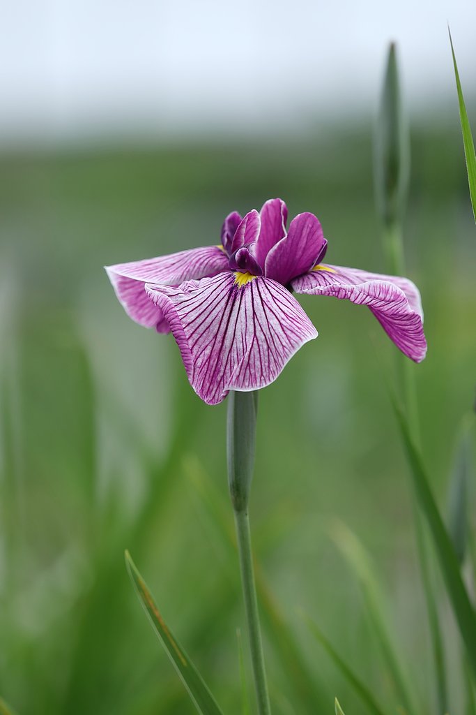 近場の花菖蒲