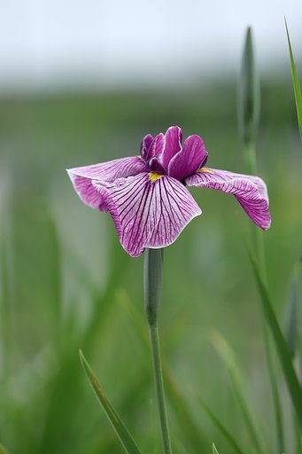 近場の花菖蒲