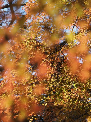 紅葉星雲