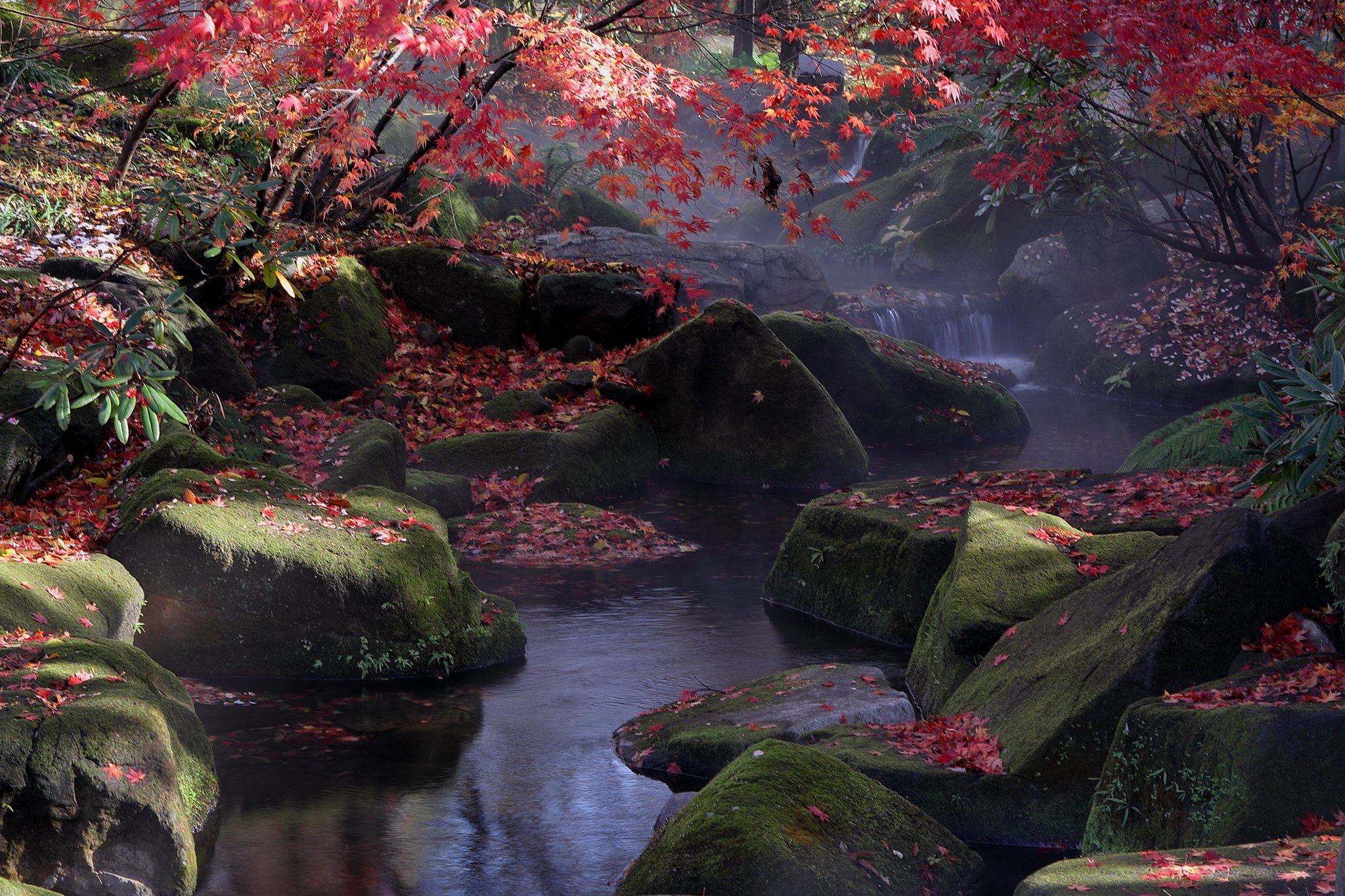 2020 最後の紅葉写真