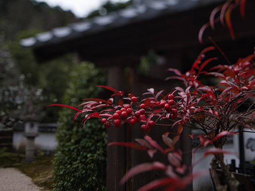 南天