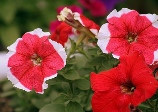 サフィニアの花　１
