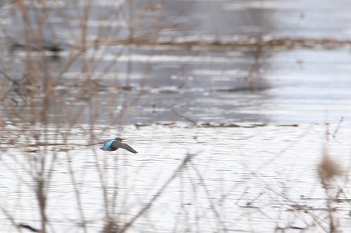 今年最後のカワセミか？