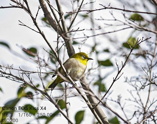 【新年に】森の新春