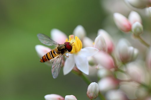 南天の花