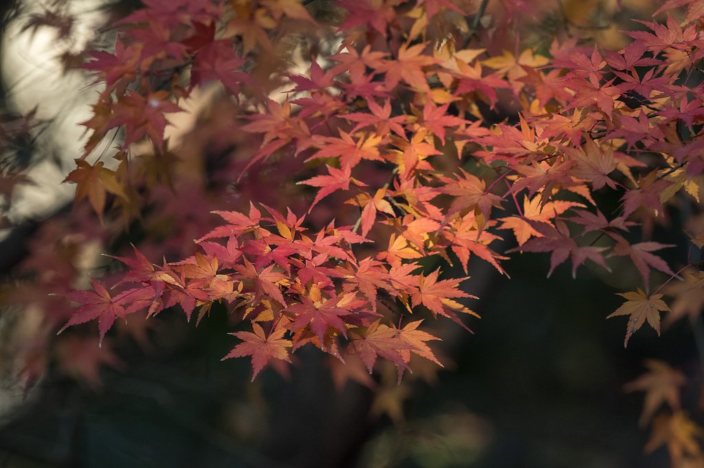 新春紅葉