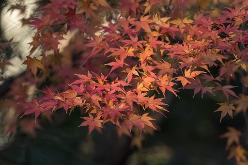 新春紅葉
