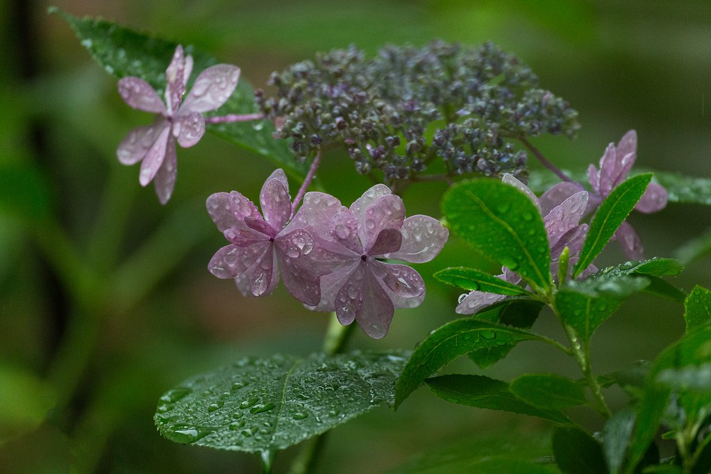 雨のダンスパーティー