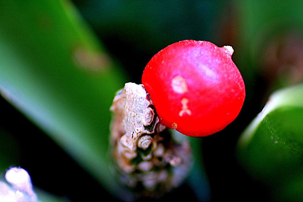 EF50mmF2.5ConpactMacro+ConverterEF