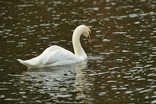 【1月に】Swanの涙