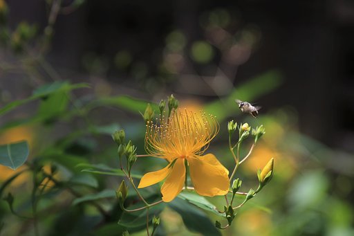 蕊群にハチ